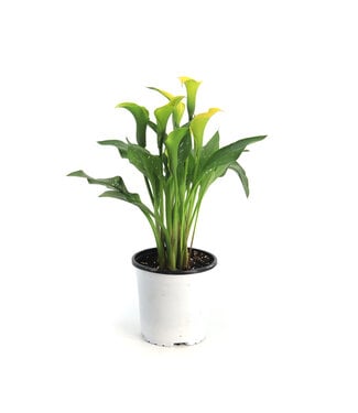 Calla Sunclub 1 gal