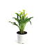 Calla Sunclub 1 gal