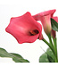 Calla Zazu 6 po