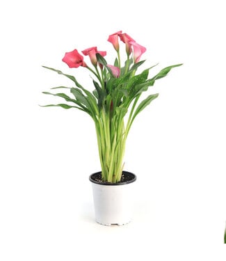 Calla Zazu 6 po
