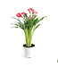 Calla Zazu 6 po