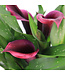 Calla DIor 1 gal