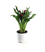 Calla DIor 1 gal
