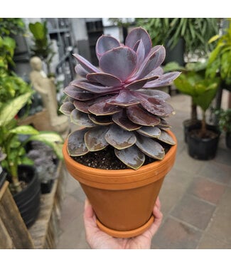 Plantes grasses en pot de gres 5 po