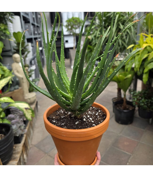 Plantes grasses en pot de gres 5 po | Idée cadeau naturelle et intemporelle