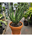 Plantes grasses en pot de gres 5 po | Idée cadeau naturelle et intemporelle