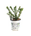 Aronia Low Scape Mound | Petit arbuste idéal pour petit jardin