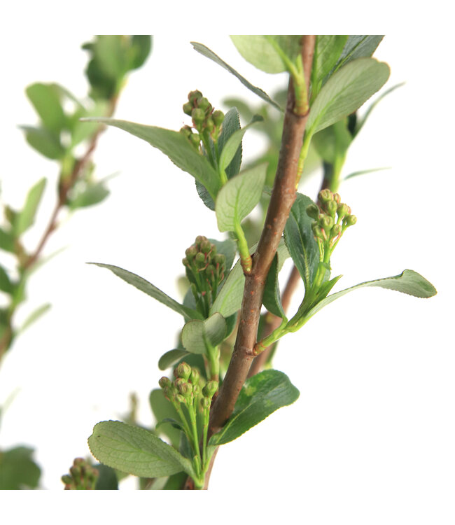 Aronia Low Scape Mound | Petit arbuste idéal pour petit jardin