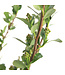 Aronia Low Scape Mound | Petit arbuste idéal pour petit jardin