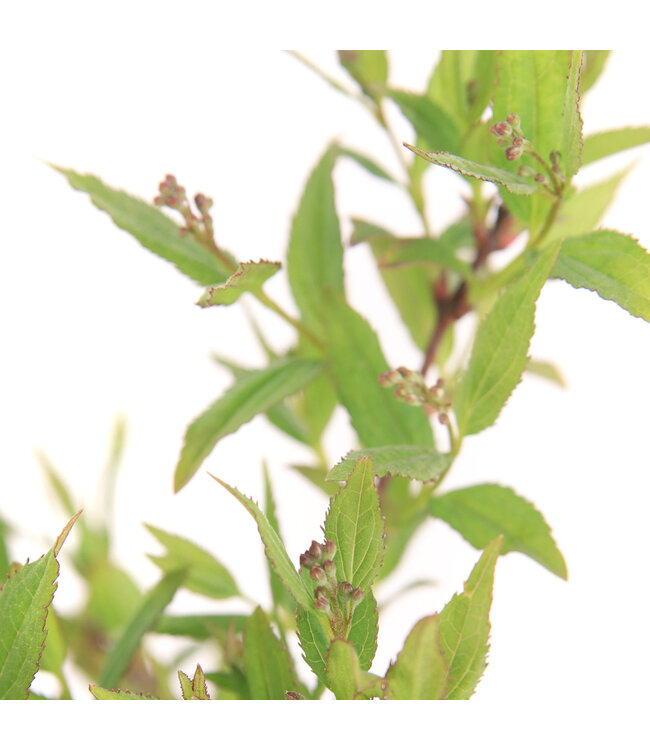 Deutzia Yuki Cherry Blossom | Charme printanier