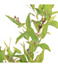Deutzia Yuki Cherry Blossom | Charme printanier
