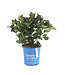 Hydrangea Soulmate | Arbuste pour un jardin fleuri