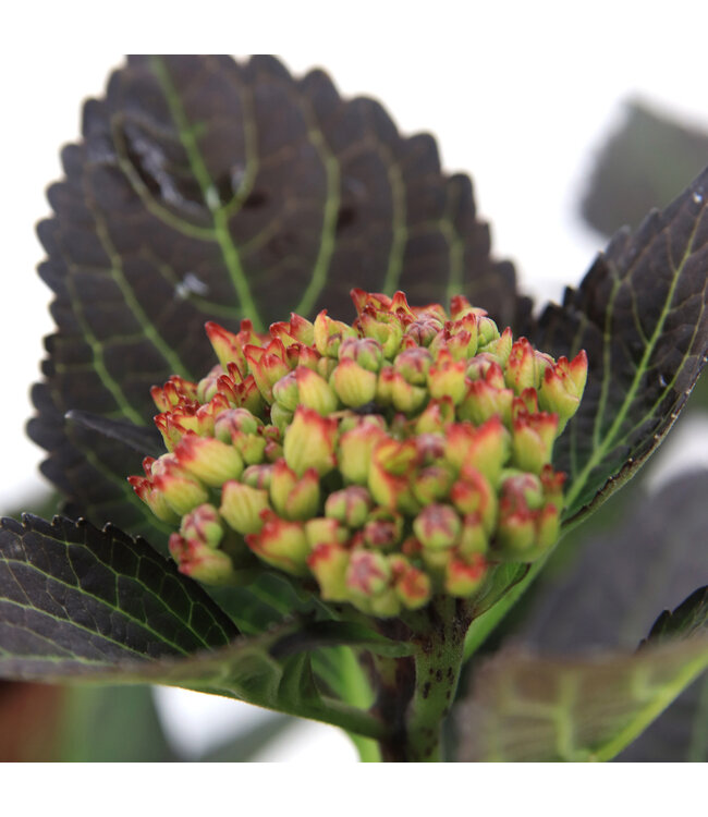 Hydrangea Soulmate | Arbuste pour un jardin fleuri