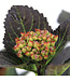 Hydrangea Soulmate | Arbuste pour un jardin fleuri