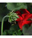 Jardinière de Geranium Calliope Dark Red 12 po | Éclat floral intemporel