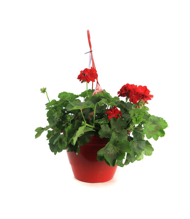 Jardinière de Geranium Calliope Dark Red 12 po | Éclat floral intemporel