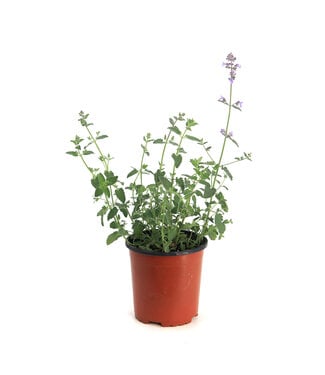 Nepeta Junior Walker's 1 gal