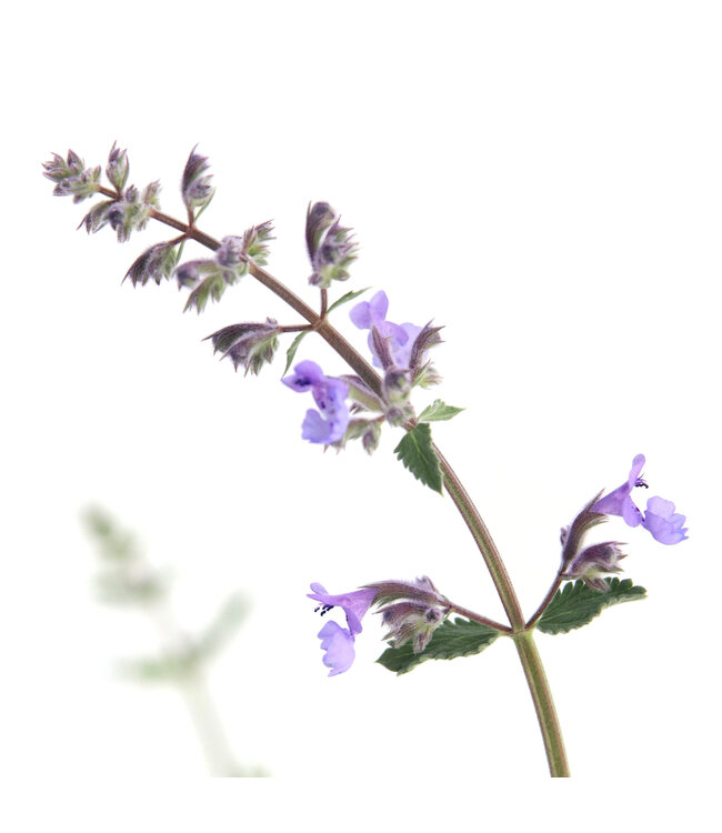 Nepeta Junior Walker's 1 gal | Herbe à chat vivace pour jardin apaisant