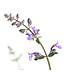 Nepeta Junior Walker's 1 gal | Herbe à chat vivace pour jardin apaisant