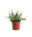 Nepeta Serene Frost | Vivace lumineuse