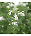 Nepeta Serene Frost | Vivace lumineuse