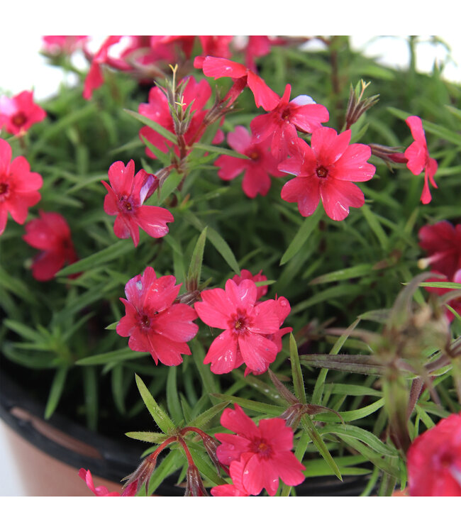 Phlox Spring Dark leaf Pink 1 gal | Vivace rose éclatante pour jardin lumineux