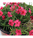 Phlox Spring Dark leaf Pink 1 gal | Vivace rose éclatante pour jardin lumineux