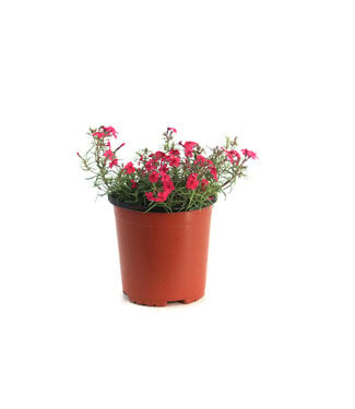 Phlox Spring Dark leaf Pink 1 gal