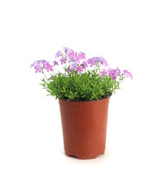 Phlox subulata Spring Lilac 1 gal