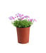 Phlox subulata Spring Lilac 1 gal | Vivace lilas pour jardin fleuri et apaisant