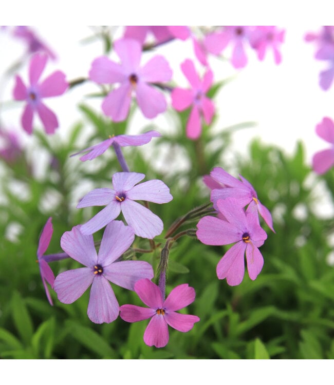 Phlox subulata Spring Lilac 1 gal | Vivace lilas pour jardin fleuri et apaisant