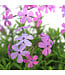 Phlox subulata Spring Lilac 1 gal | Vivace lilas pour jardin fleuri et apaisant