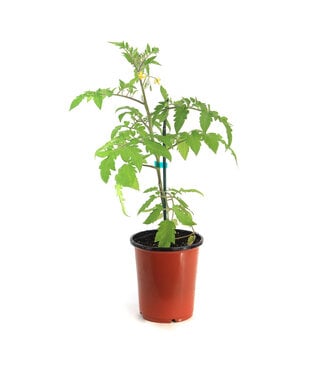 Tomate San Marzano 1 gal