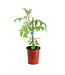 Tomate San Marzano 1 gal | Plant de tomate italienne savoureuse pour potager gourmand