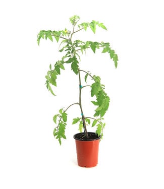 Tomate rouge  fantastique 1 gal