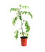 Tomate rouge  fantastique 1 gal | Plant de tomate tardive savoureuse pour potager généreux