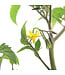 Tomate rouge  fantastique 1 gal | Plant de tomate tardive savoureuse pour potager généreux
