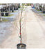 Cerisier Athos 3 gal | Cerisier nain autofertile pour jardin gourmand