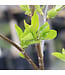 Cerisier romeo 3 gal | Cerisier compact aux cerises foncées pour jardin gourmand