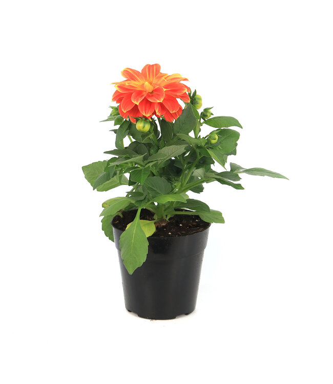 Dahlia Labella Orange Flame | Annuelle colorée