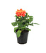 Dahlia Labella Orange Flame | Annuelle colorée