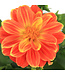 Dahlia Labella Orange Flame | Annuelle colorée
