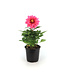 Dahlia Labella Raspberry | Annuelle colorée