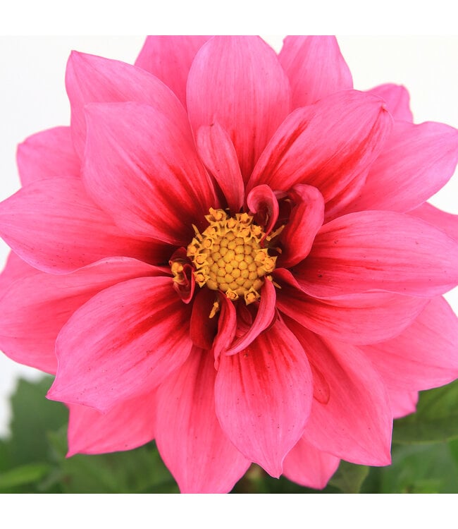 Dahlia Labella Raspberry | Annuelle colorée