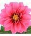 Dahlia Labella Raspberry | Annuelle colorée