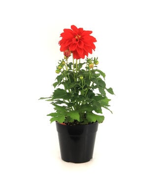 Dahlia Labella Red