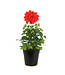Dahlia Labella Red