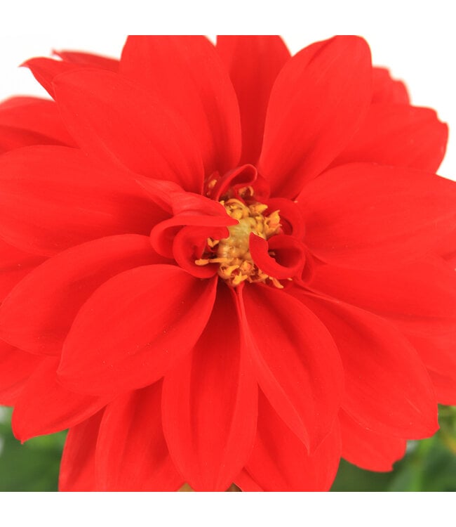 Dahlia Labella Red | Annuelle éclatante