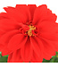 Dahlia Labella Red | Annuelle éclatante