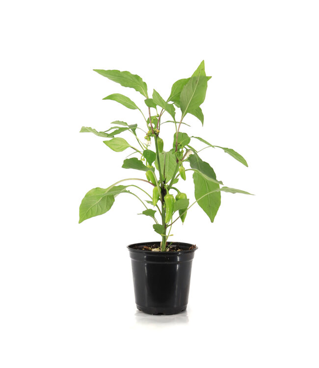 Piment  Mini Orange Pillar 5 po | Saveur petit format